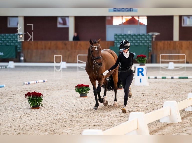 New Forest Pony Hengst 16 Jaar 148 cm Bruin in Bergeijk