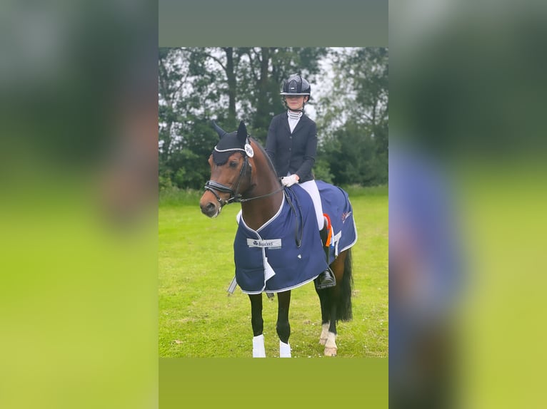 New Forest Pony Hengst 16 Jaar 148 cm Bruin in Bergeijk