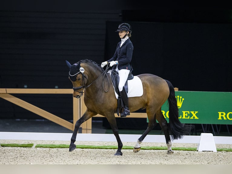 New Forest Pony Hengst 16 Jaar 148 cm Bruin in Bergeijk