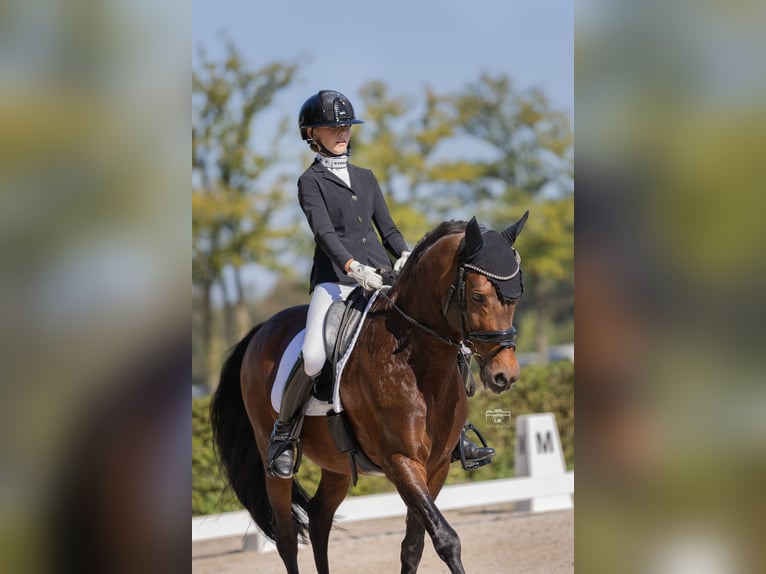 New Forest Pony Hengst 16 Jaar 148 cm Bruin in Bergeijk