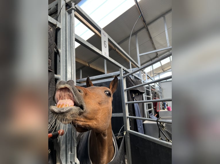 New Forest Pony Hengst 16 Jaar 148 cm Bruin in Bergeijk