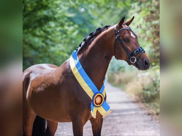 New Forest Pony Hengst 16 Jaar 148 cm Bruin in Bergeijk