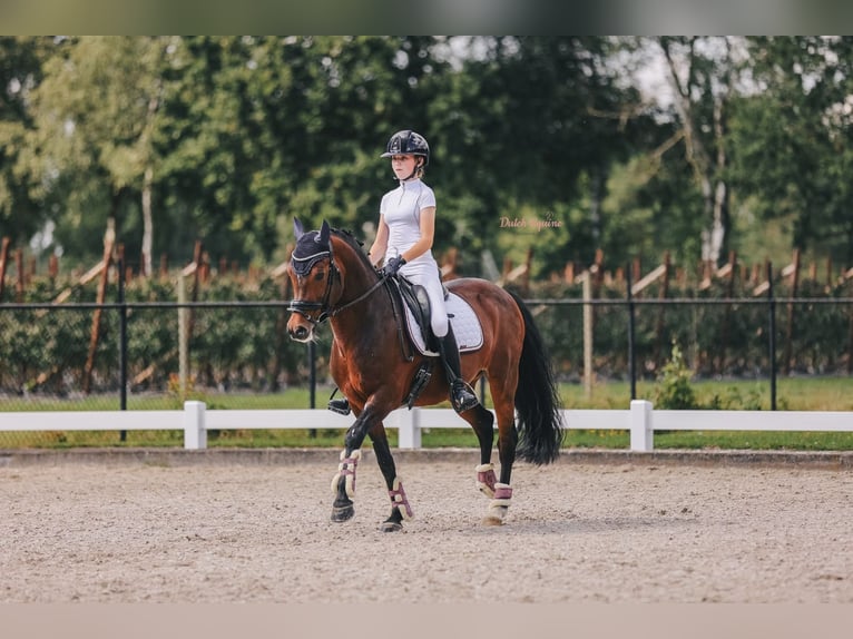 New Forest Pony Hengst 16 Jahre 148 cm Dunkelbrauner in Bergeijk