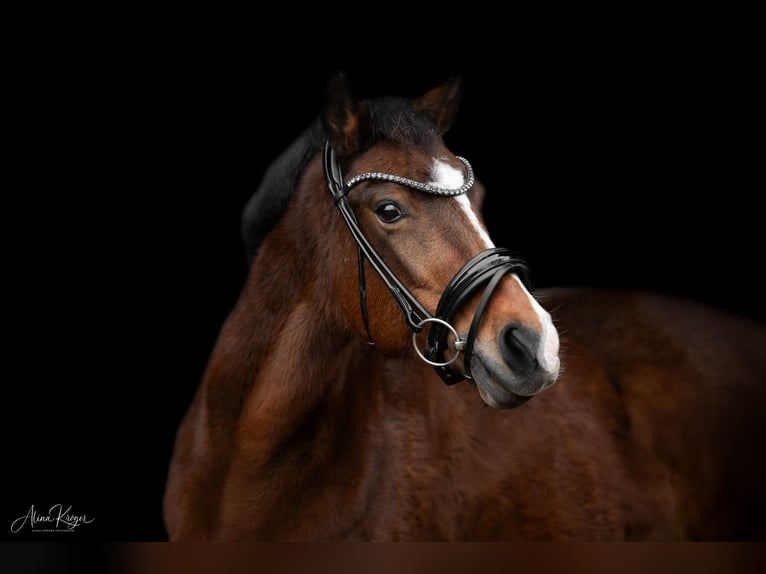 New Forest Pony Hengst 19 Jahre 143 cm Brauner in Pronstorf