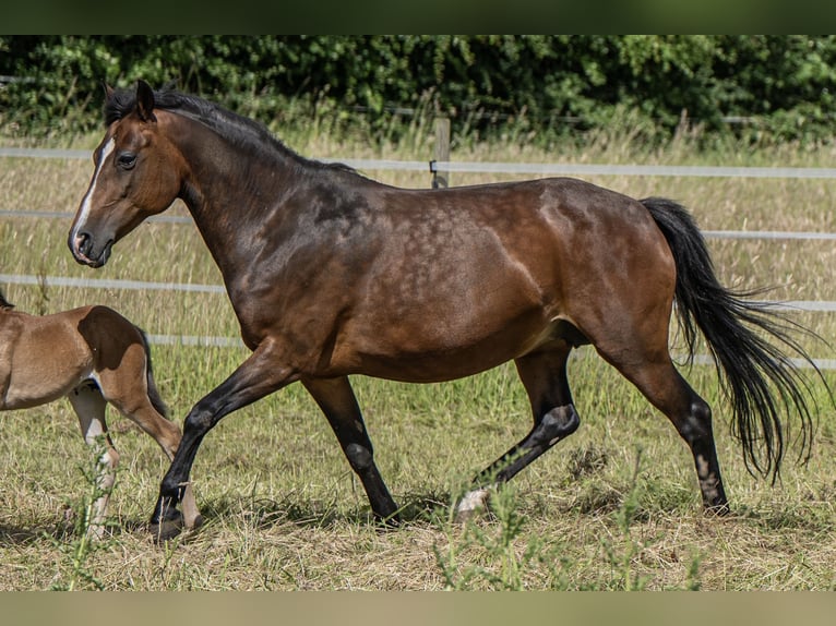 New Forest Pony Hengst 19 Jahre 143 cm Brauner in Pronstorf