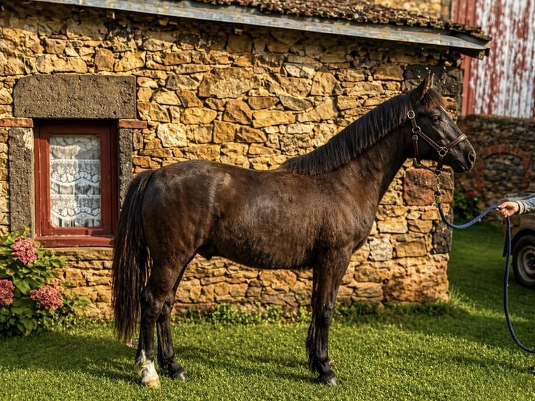 New Forest Pony Hengst 1 Jaar 135 cm Zwart in La Chomette