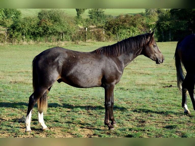 New Forest Pony Hengst 1 Jaar 142 cm Donkerbruin in Compiègne