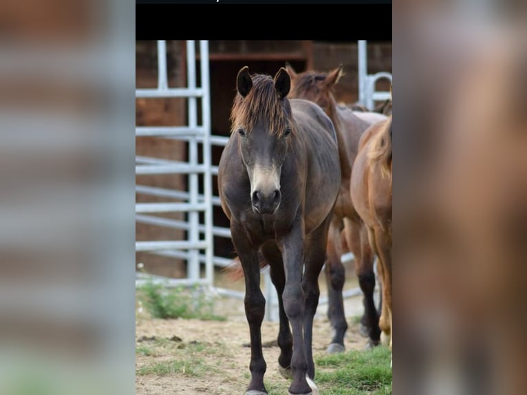 New Forest Pony Hengst 1 Jaar 145 cm in Roigheim