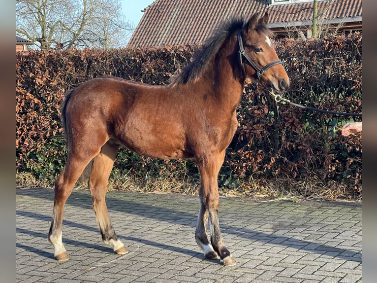 New Forest Pony Hengst 1 Jaar 148 cm Bruin in Zieuwent