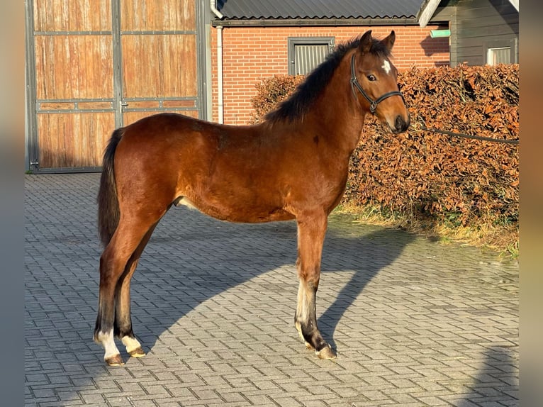 New Forest Pony Hengst 1 Jaar 148 cm Bruin in Zieuwent