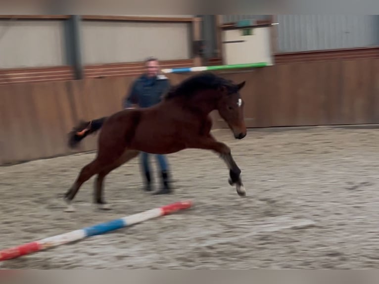 New Forest Pony Hengst 1 Jaar 148 cm Bruin in Zieuwent