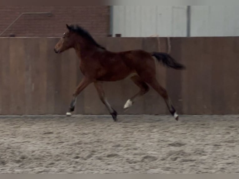 New Forest Pony Hengst 1 Jaar 148 cm Bruin in Zieuwent