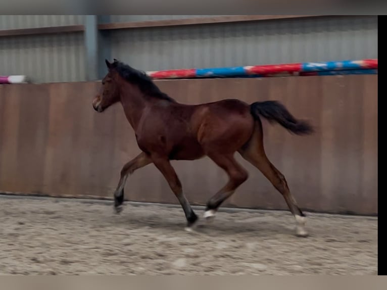 New Forest Pony Hengst 1 Jaar 148 cm Bruin in Zieuwent