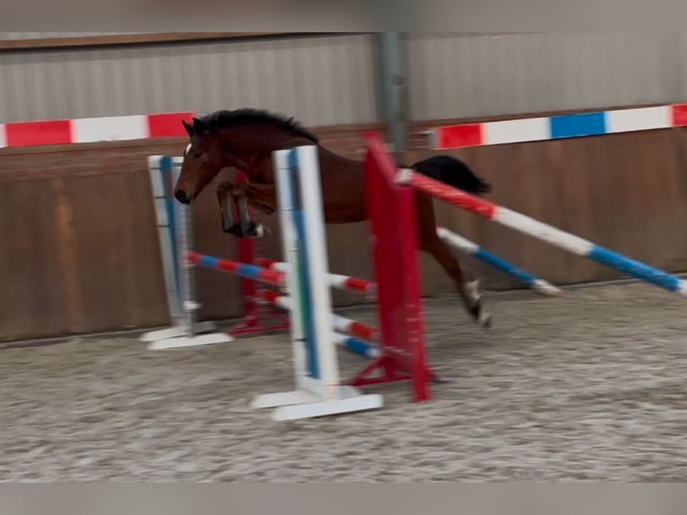 New Forest Pony Hengst 1 Jaar 148 cm Bruin in Zieuwent