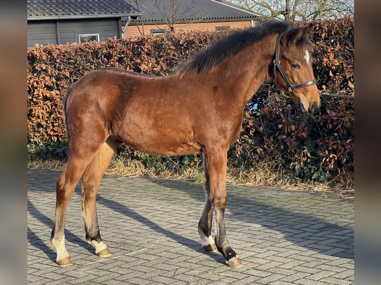 New Forest Pony Hengst 1 Jaar 148 cm Bruin in Zieuwent