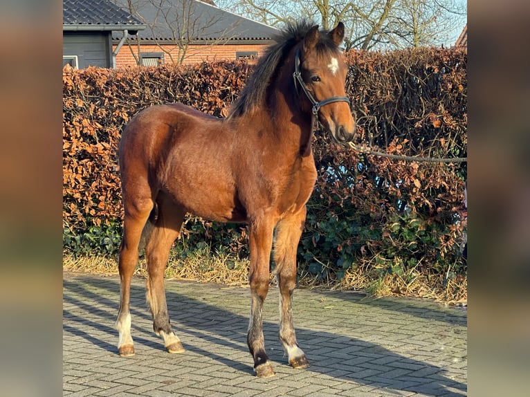 New Forest Pony Hengst 1 Jaar 148 cm Bruin in Zieuwent