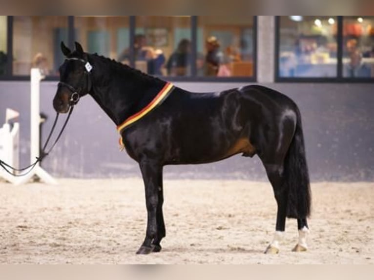 New Forest Pony Hengst 1 Jaar 148 cm Donkerbruin in Willebroek