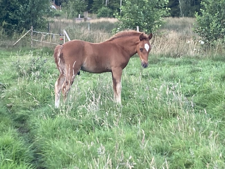 New Forest Pony Hengst 1 Jaar 148 cm Donkere-vos in Vittsjö