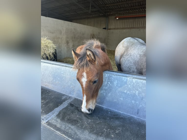 New Forest Pony Hengst 1 Jaar Bruin in Goch