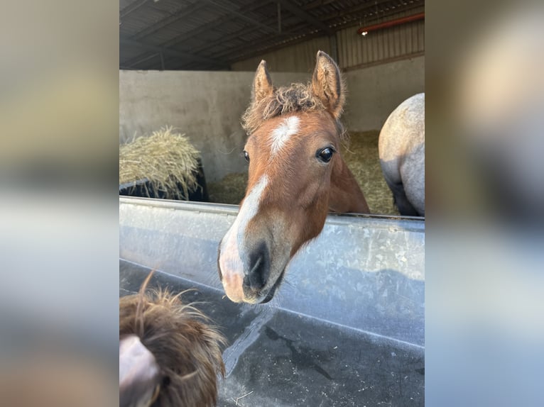 New Forest Pony Hengst 1 Jaar Bruin in Goch