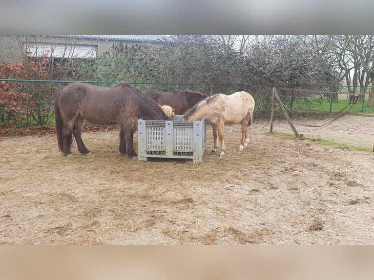 New Forest Pony Hengst 1 Jaar Falbe in Maria Hoop