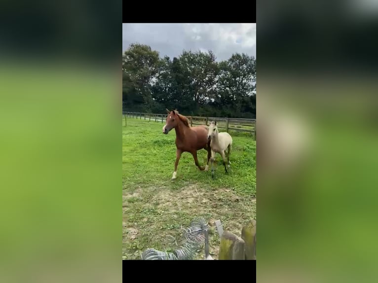 New Forest Pony Hengst 1 Jaar Falbe in Maria Hoop