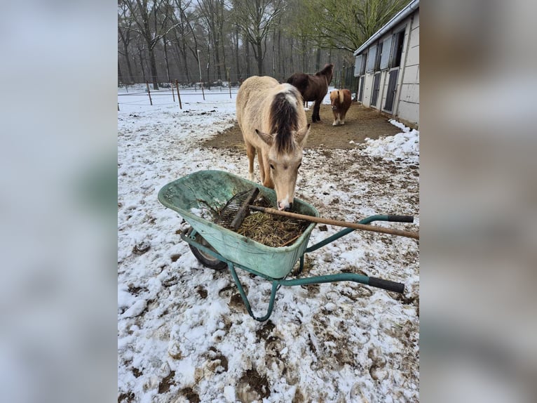 New Forest Pony Hengst 1 Jaar Falbe in Maria Hoop