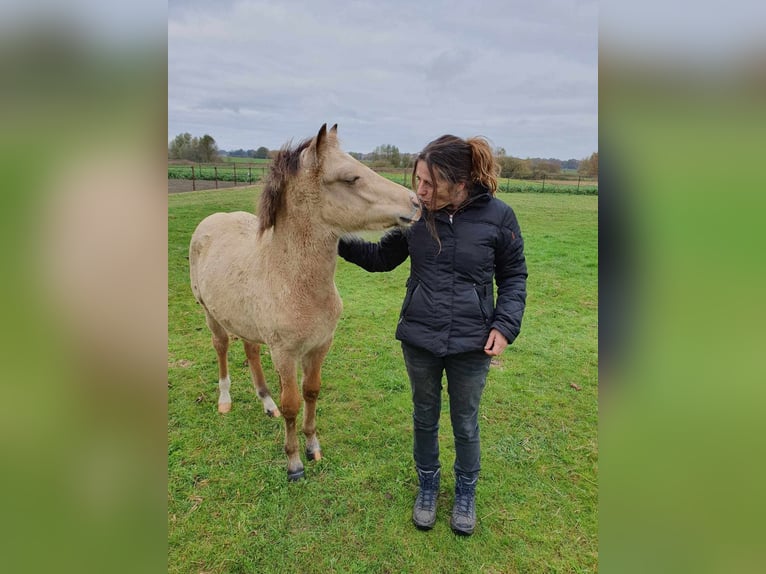 New Forest Pony Hengst 1 Jaar Falbe in Maria Hoop