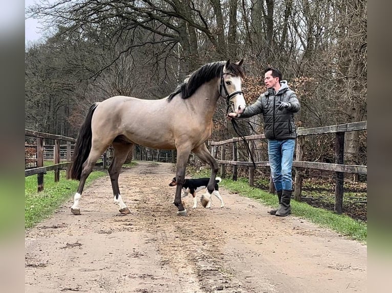 New Forest Pony Hengst 1 Jaar Falbe in Maria Hoop