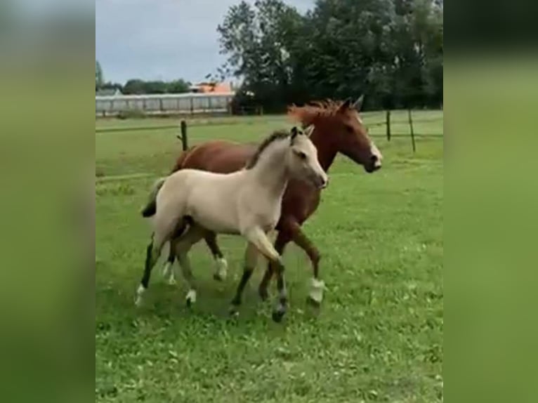 New Forest Pony Hengst 1 Jaar Falbe in Maria Hoop