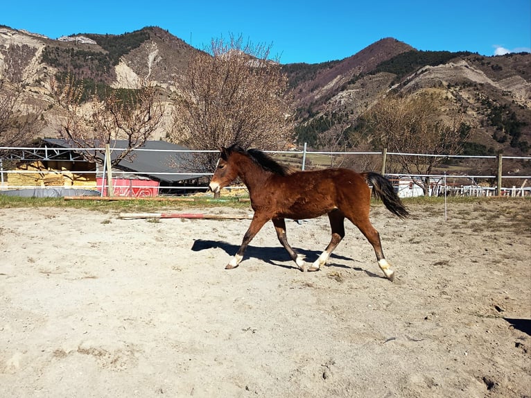 New Forest Pony Hengst 1 Jahr 130 cm Brauner in Esparron