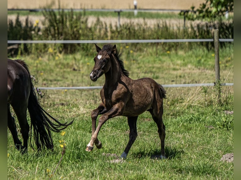 New Forest Pony Hengst 1 Jahr 144 cm Rappe in Riesbriek