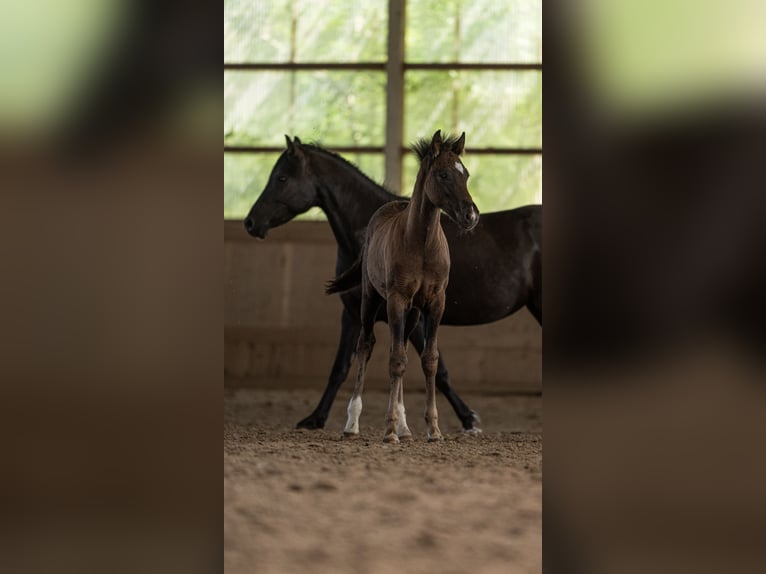 New Forest Pony Hengst 1 Jahr 144 cm Rappe in Riesbriek