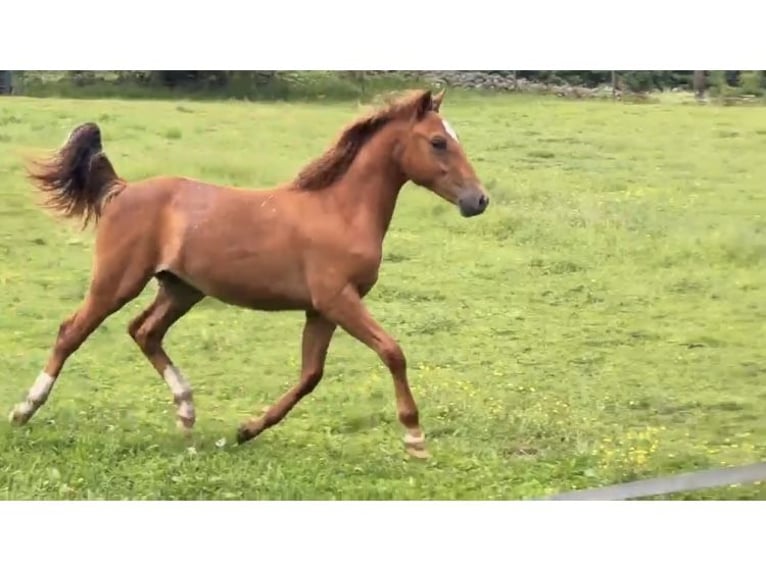 New Forest Pony Hengst 1 Jahr 148 cm Dunkelfuchs in Vittsjö