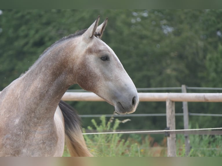 New Forest Pony Mix Hengst 2 Jaar 155 cm Schimmel in Mas-Grenier