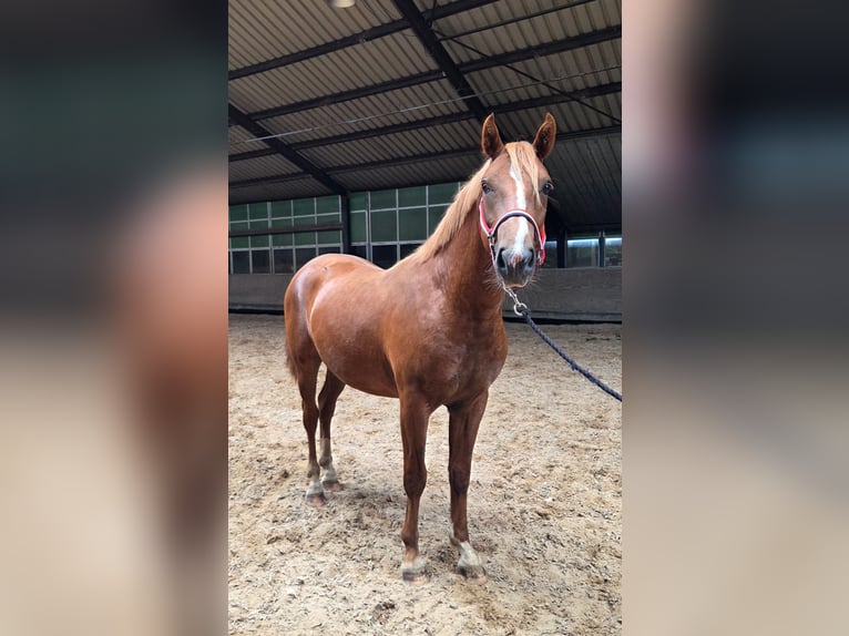 New Forest Pony Hengst 2 Jaar Vos in Boijl