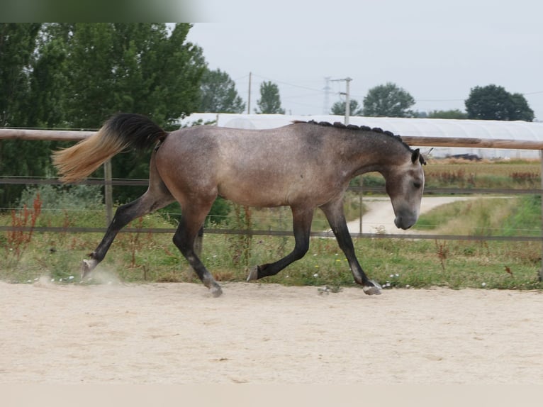 New Forest Pony Mix Hengst 2 Jahre 155 cm Schimmel in Mas-Grenier