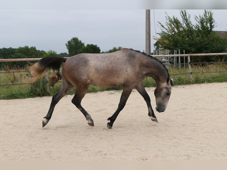 New Forest Pony Mix Hengst 2 Jahre 155 cm Schimmel in Mas-Grenier