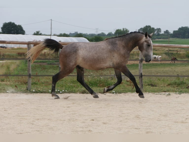 New Forest Pony Mix Hengst 2 Jahre 155 cm Schimmel in Mas-Grenier