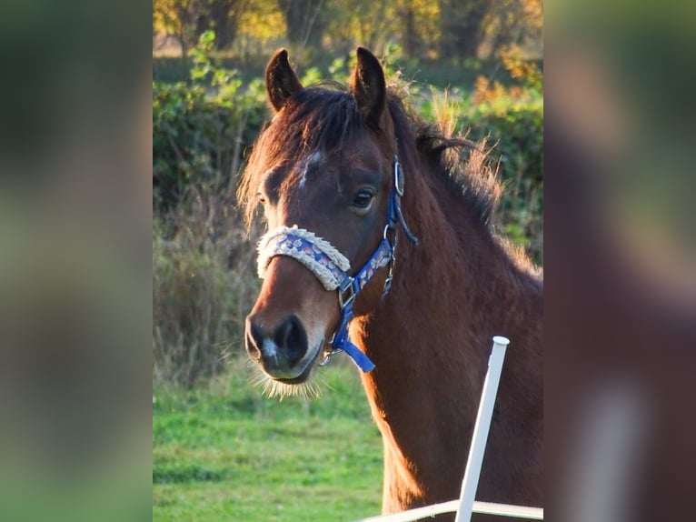 New Forest Pony Hengst 2 Jahre Brauner in Nehmten
