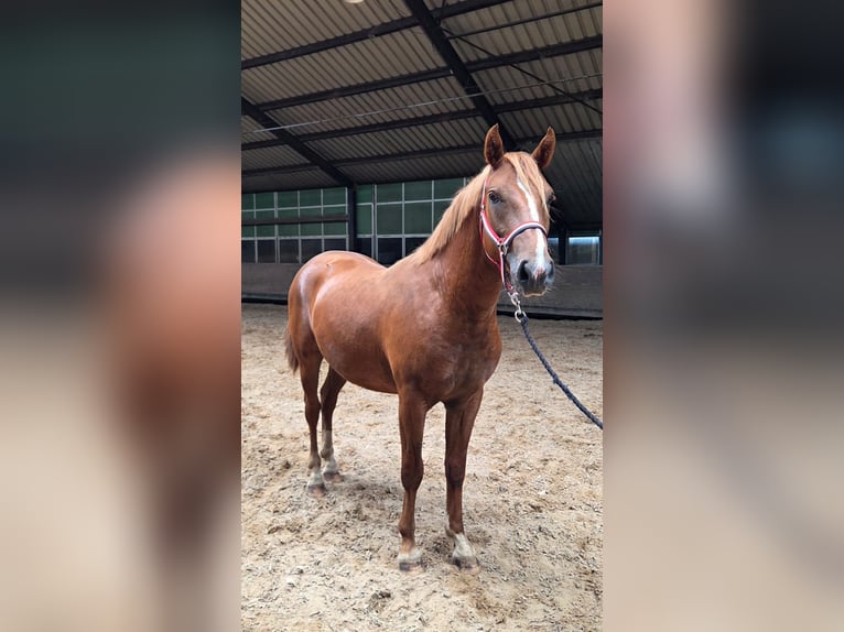 New Forest Pony Hengst 2 Jahre Fuchs in Boijl