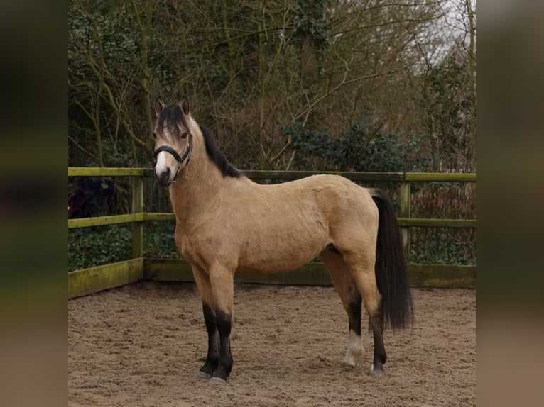 New Forest Pony Hengst 3 Jaar 135 cm Buckskin in Heemskerk