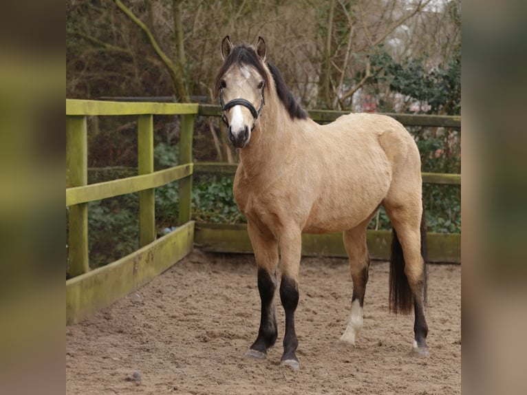 New Forest Pony Hengst 3 Jaar 135 cm Buckskin in Heemskerk