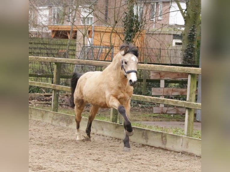 New Forest Pony Hengst 3 Jaar 135 cm Buckskin in Heemskerk