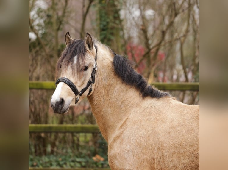 New Forest Pony Hengst 3 Jaar 135 cm Buckskin in Heemskerk