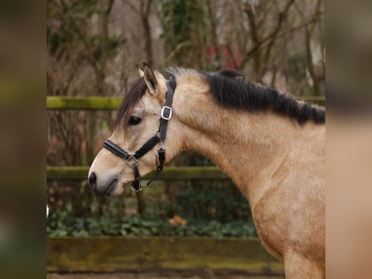 New Forest Pony Hengst 3 Jaar 135 cm Buckskin in Heemskerk