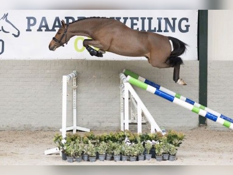 New Forest Pony Hengst 3 Jaar 146 cm Bruin in Heerde