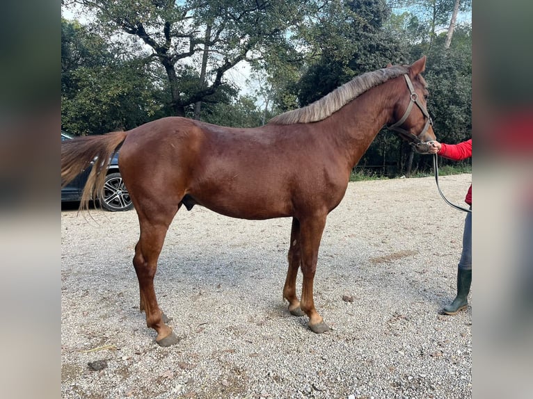 New Forest Pony Hengst 3 Jaar 146 cm Vos in Béziers