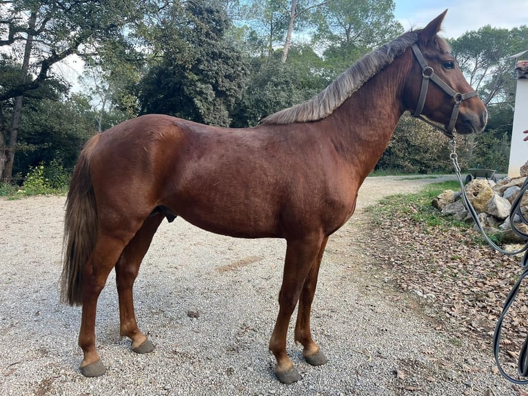 New Forest Pony Hengst 3 Jaar 146 cm Vos in Béziers