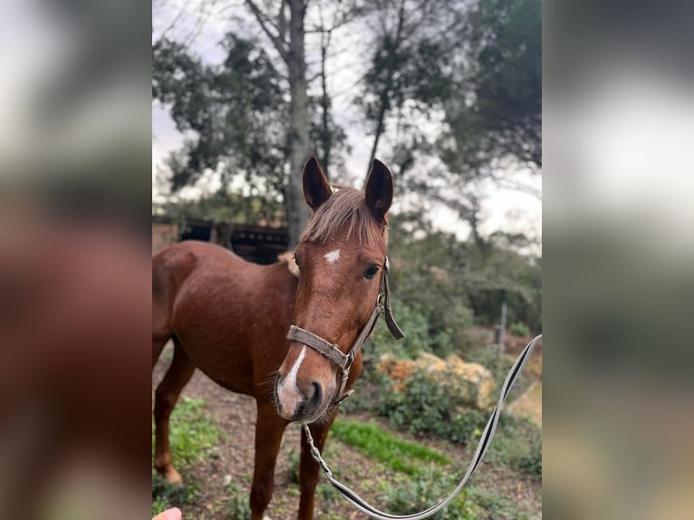 New Forest Pony Hengst 3 Jaar 146 cm Vos in Béziers